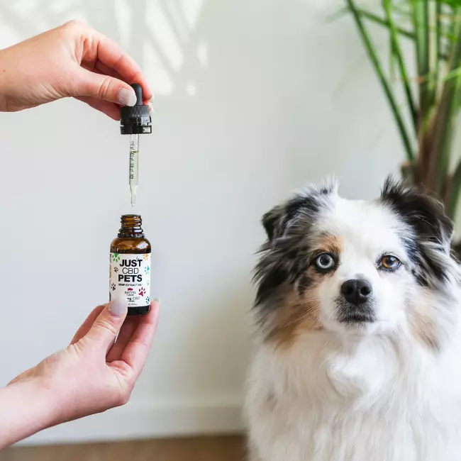 cbd-oil-for-dogs-bacon-flavored.jpg.webp